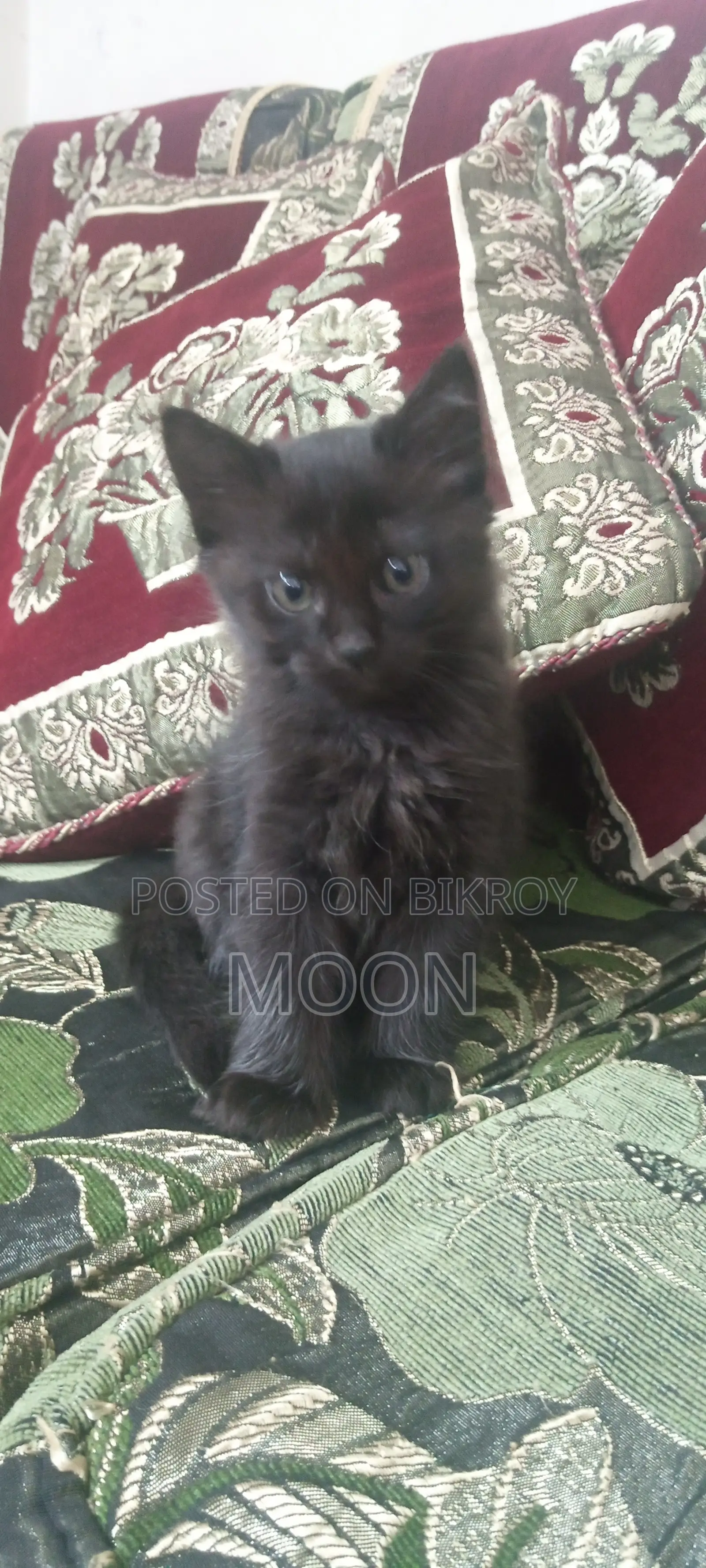 1-3 Months Female Mixed Breed Persian