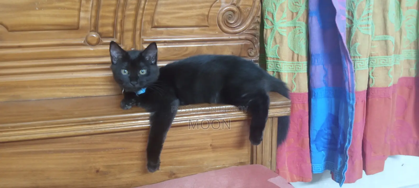 1-3 Months Female Mixed Breed Persian