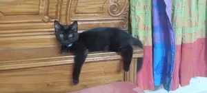 1-3 Months Female Mixed Breed Persian
