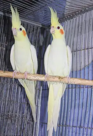 Lutino Cockatiel