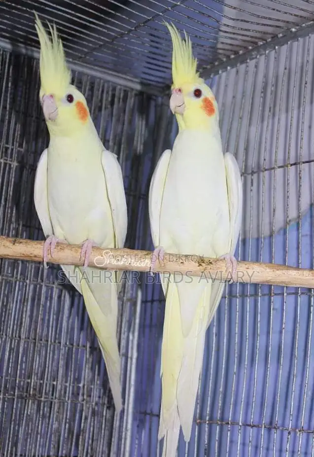 Lutino Cockatiel