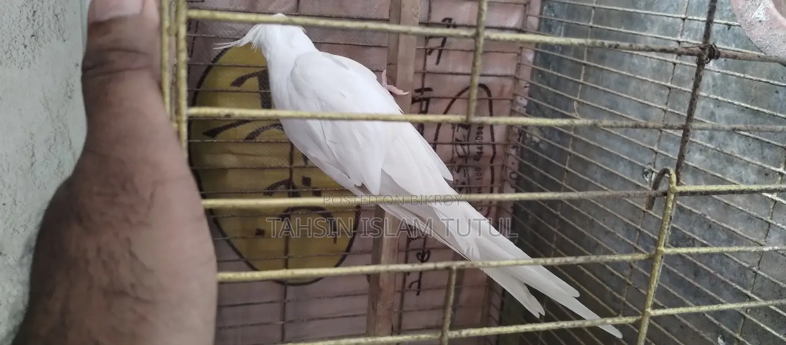Running Cockatiel Pair