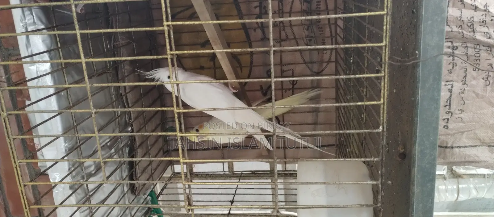 Running Cockatiel Pair
