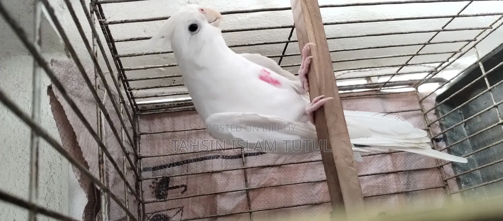 Running Cockatiel Pair