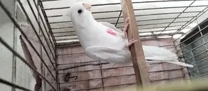 Running Cockatiel Pair