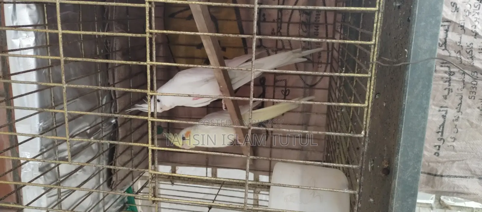 Running Cockatiel Pair