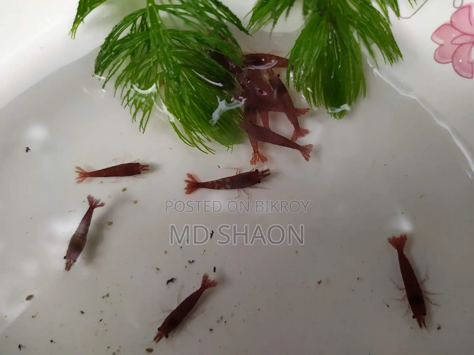ফায়ার রেড শ্রিম্প