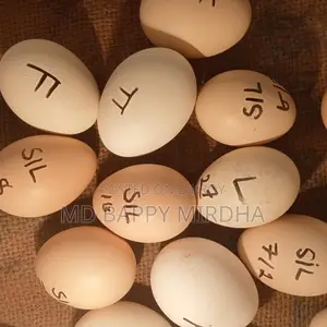 Silkie Chicken Hatching Eggs Available