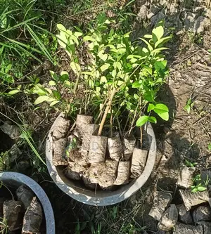 বারমাসি চায়না 3 সিডলেস লেবু গাছ