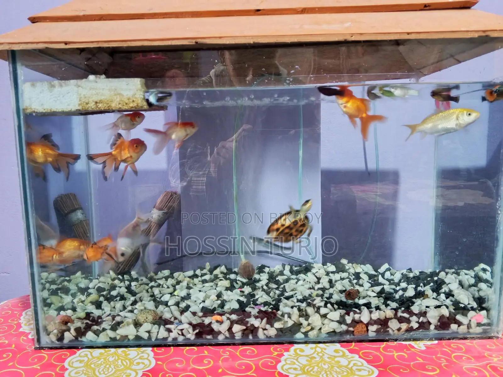 Aquarium for Sale