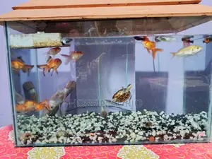 একুরিয়ামটি সেল দেওয়া হবে