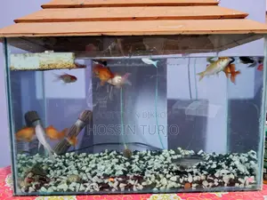Aquarium for Sale