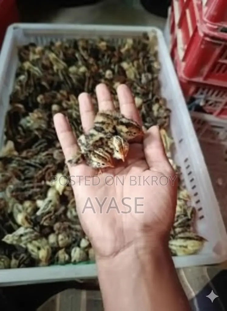 50 Healthy 3-Day-Old Japanese Quail Chicks for Sale