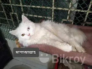 Male Cat