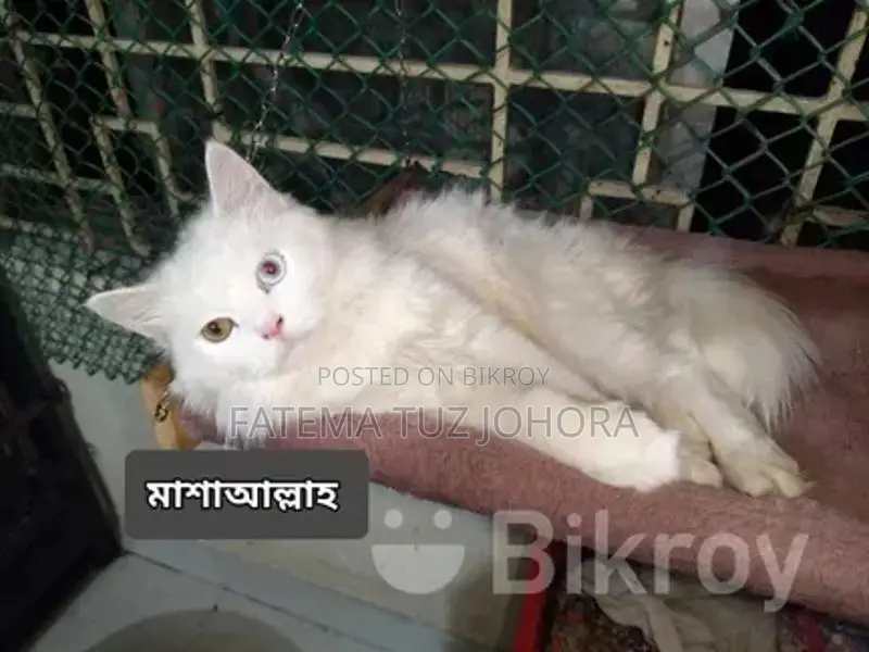 Male Cat