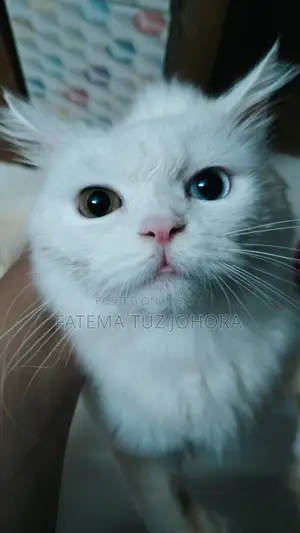 Male Cat