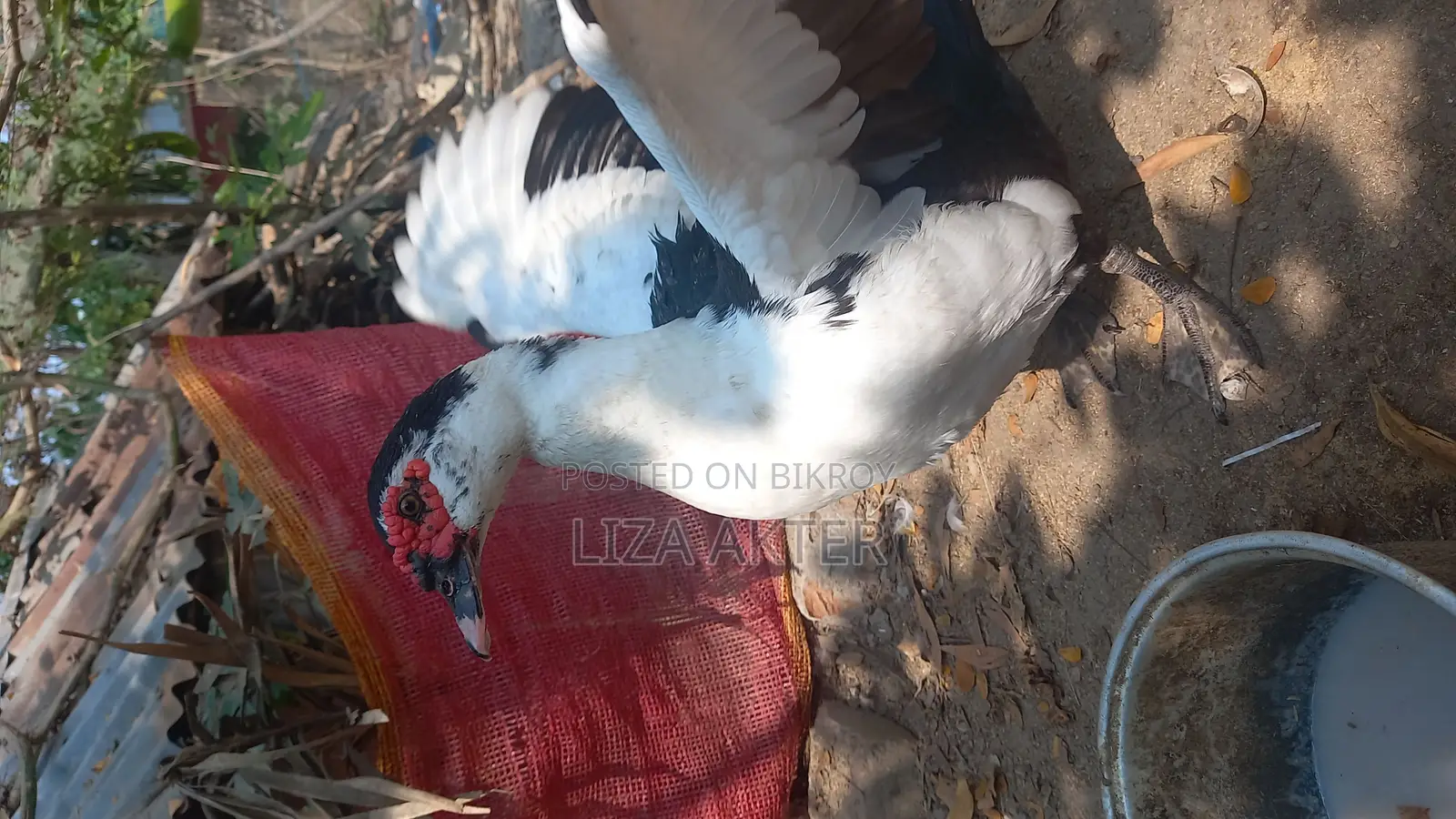 Duck for Sale