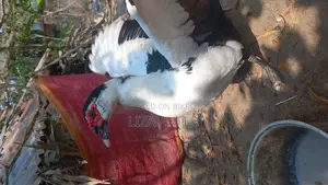 Duck for Sale