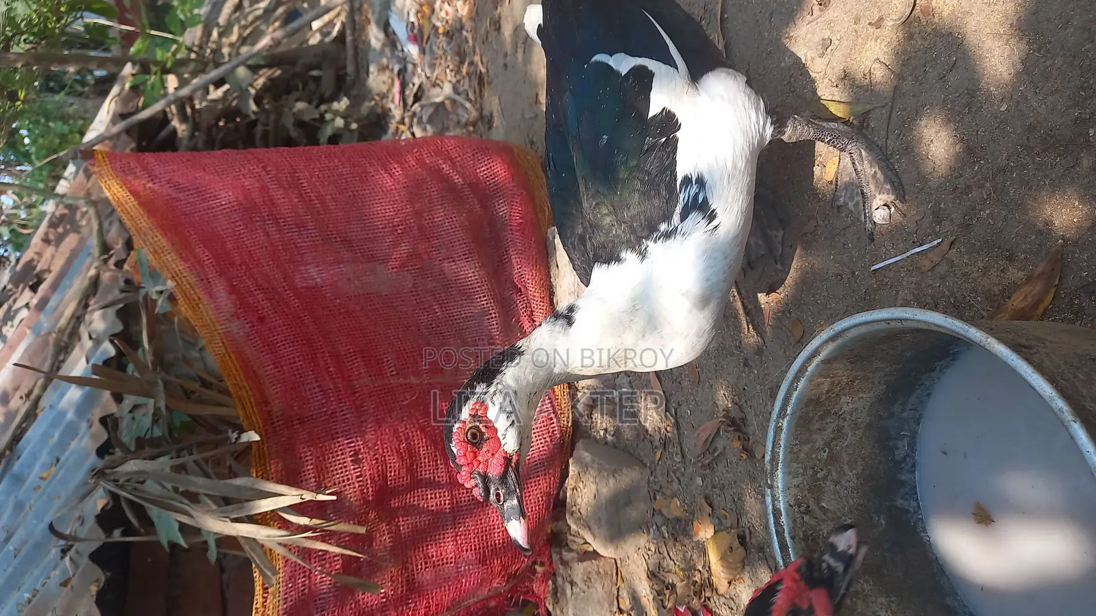 Duck for Sale