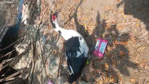 Duck for Sale