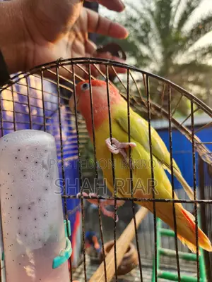 Super Tame Lovebird
