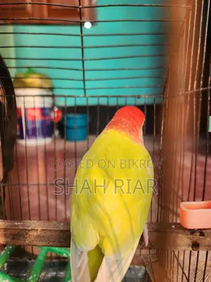 Super Tame Lovebird
