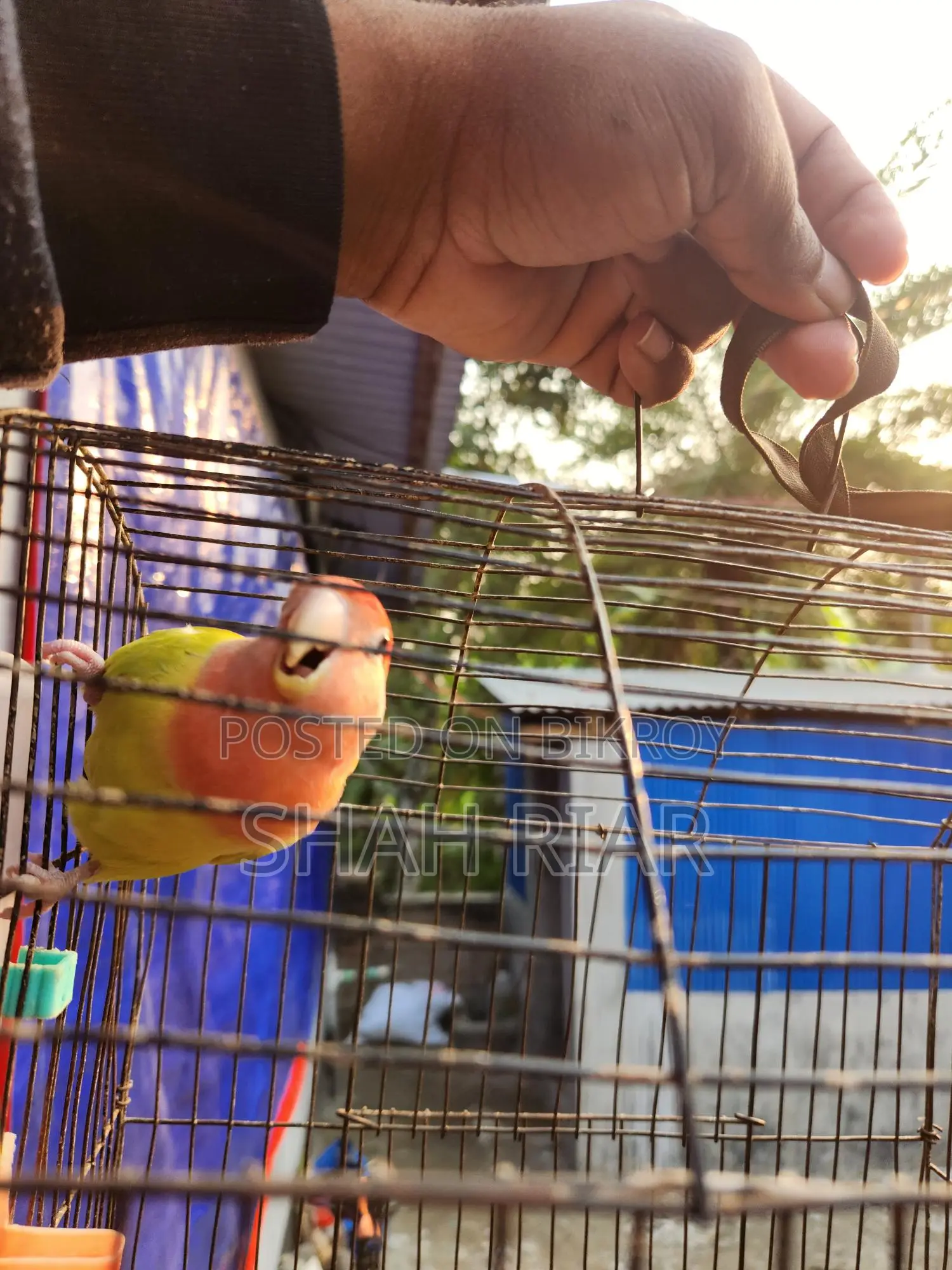 Super Tame Lovebird