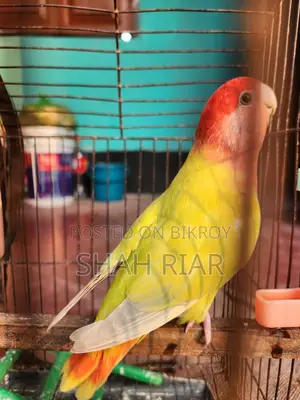 Super Tame Lovebird
