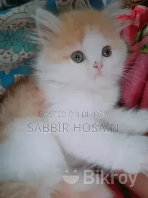 Exotic Bloodline Persian