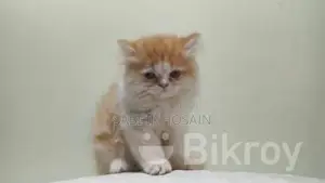 Exotic Bloodline Persian