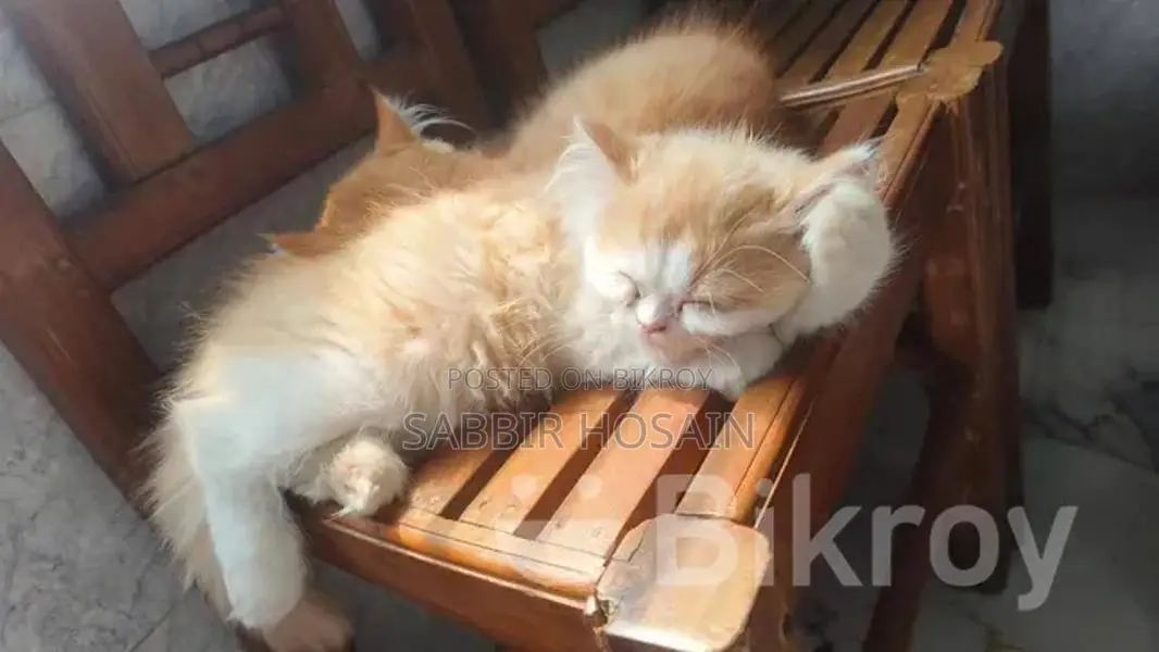 Exotic Bloodline Persian