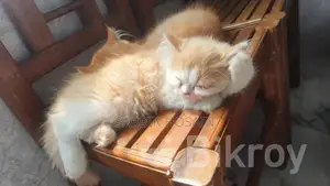 Exotic Bloodline Persian