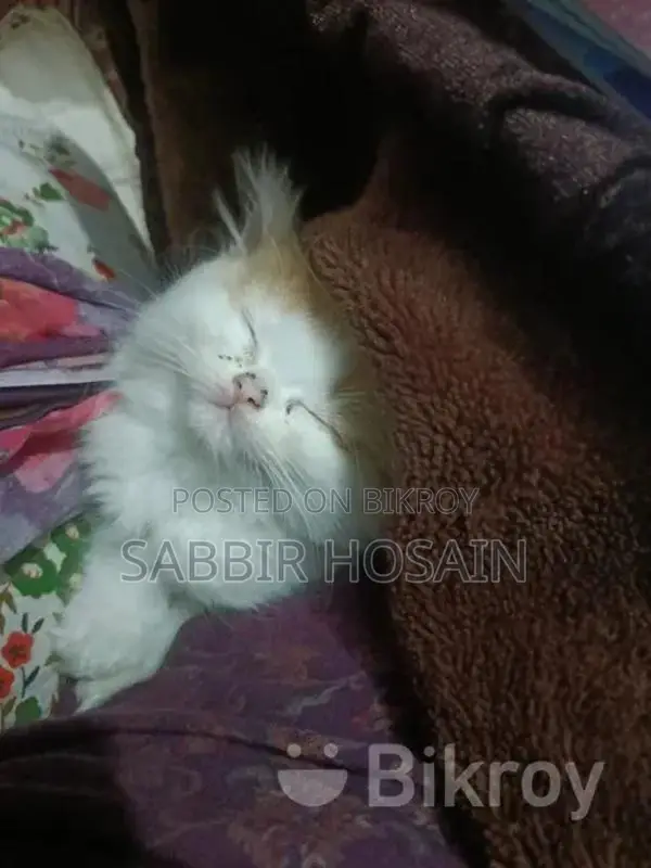 Exotic Bloodline Persian