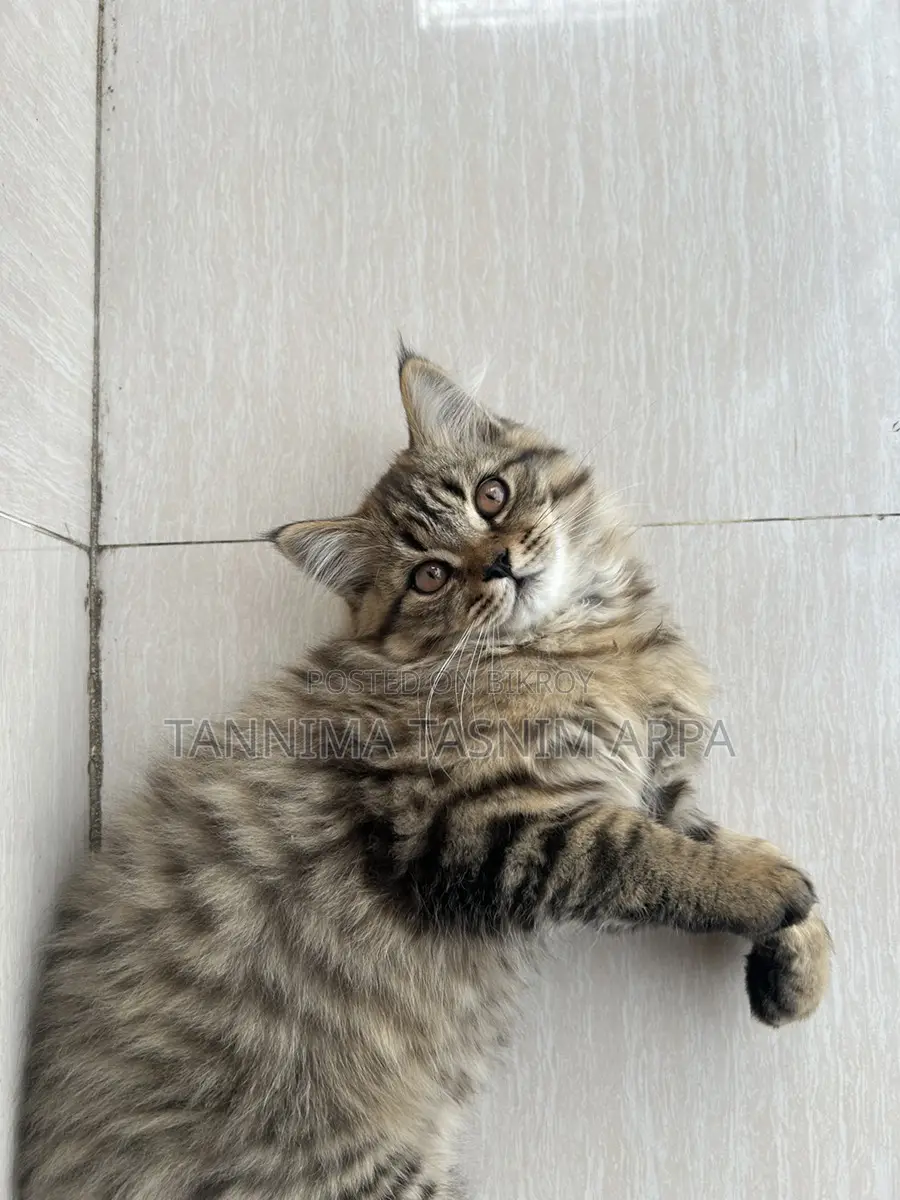 Persian Cat for Sale