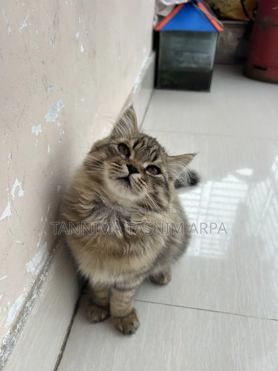 Persian Cat for Sale