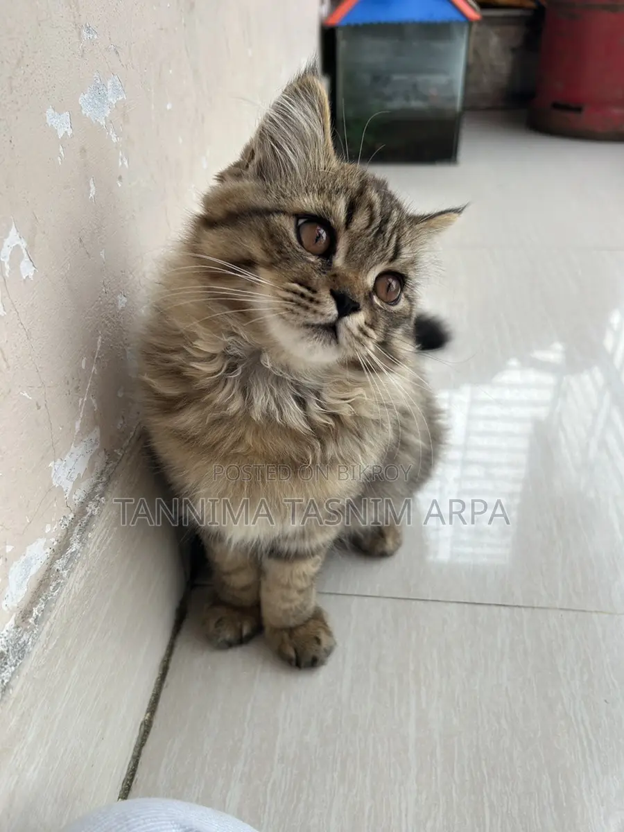 Persian Cat for Sale