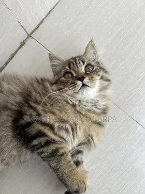Persian Cat for Sale