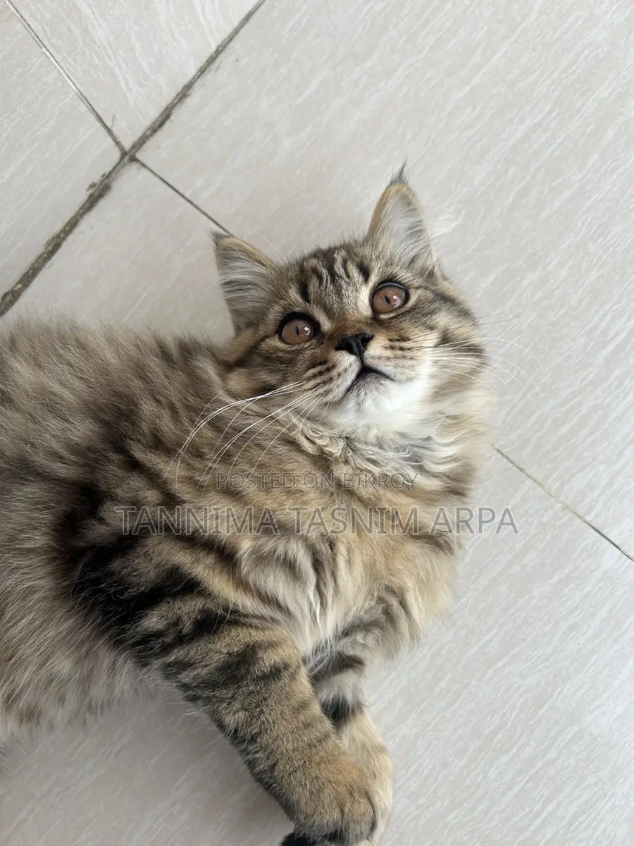 Persian Cat for Sale