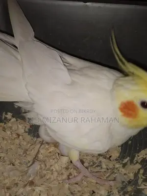 Pets