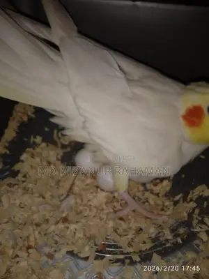 Pets