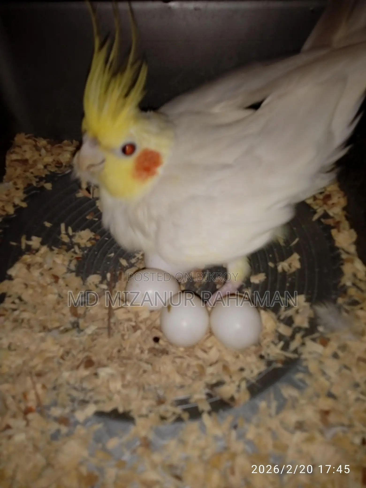 Pets