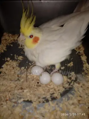 Pets