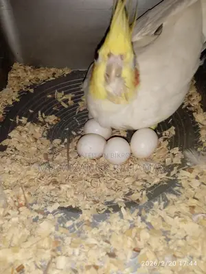 Pets