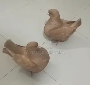 Red Homing Pigeons with Chicks