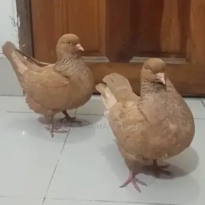 Red Homing Pigeons with Chicks