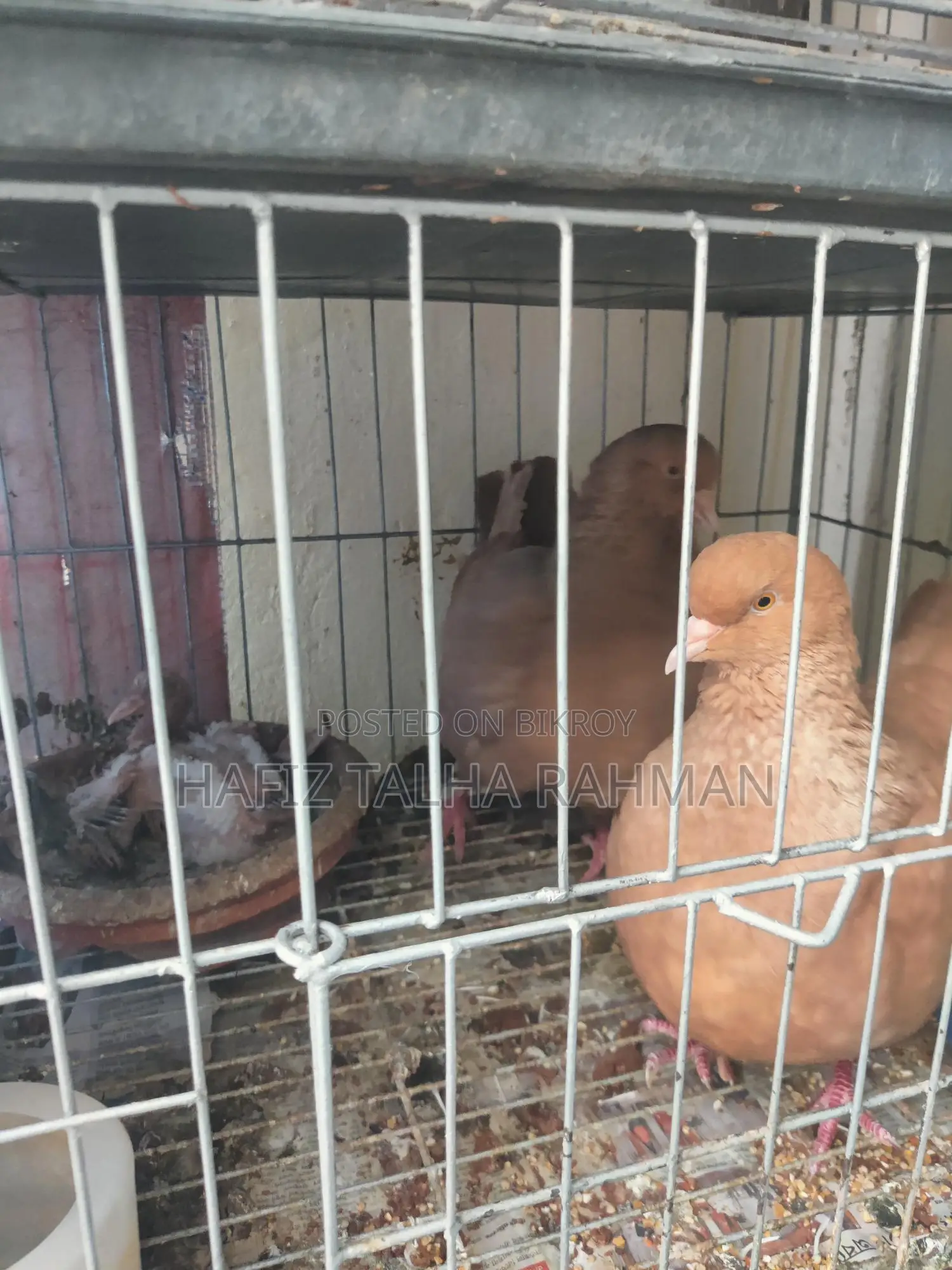 Red Homing Pigeons with Chicks