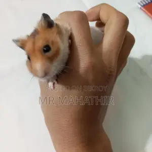 Syrian Hamster Male