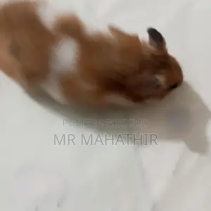 সাইরিয়ান হ্যামস্টার মেল