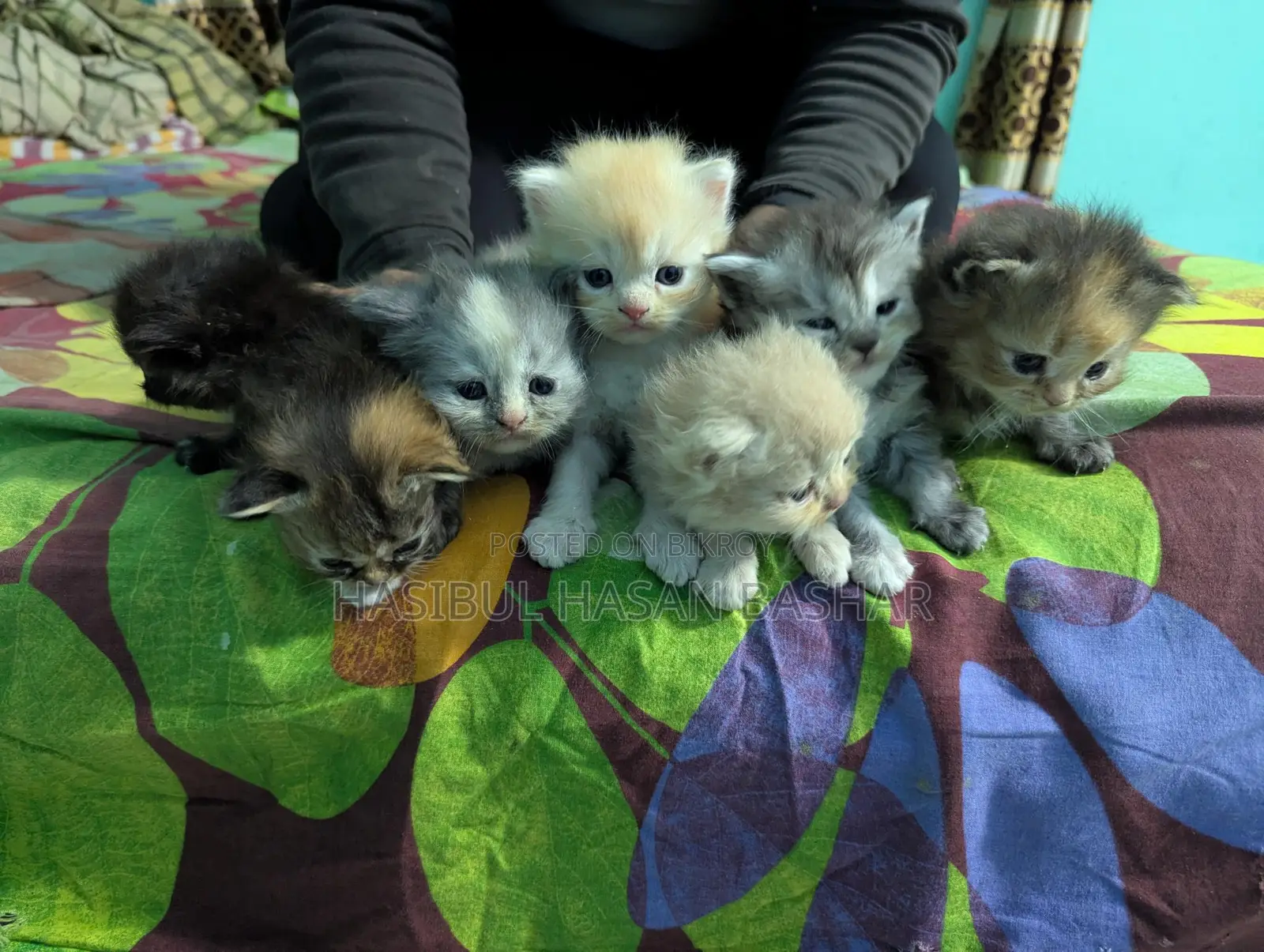 Pure Persian Cat Kittens