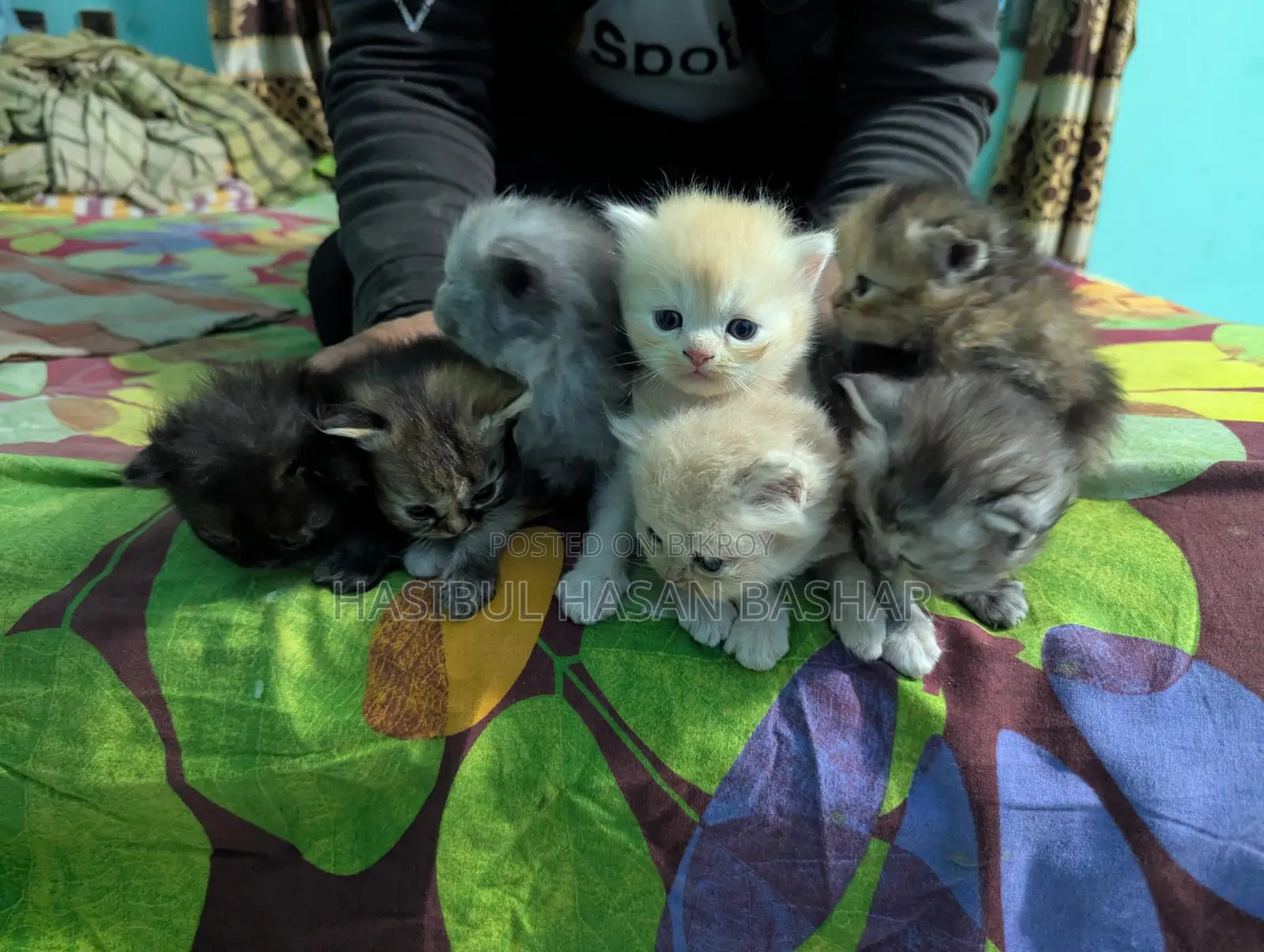 Pure Persian Cat Kittens